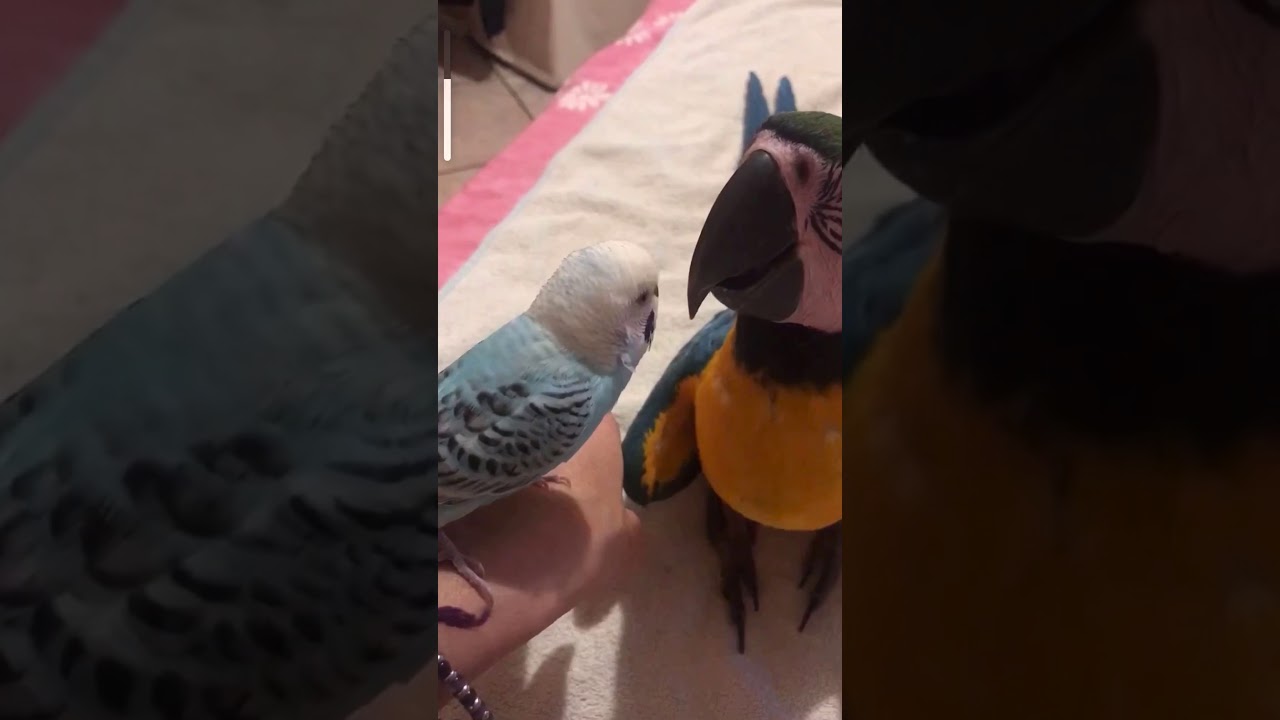 Pappagallo (Cocorita )parla con  ararauna