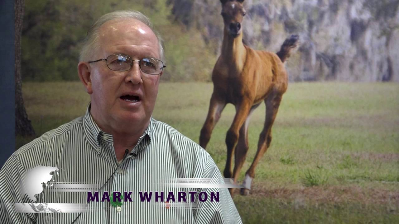 Arabian Horse Industry Breeder Stories