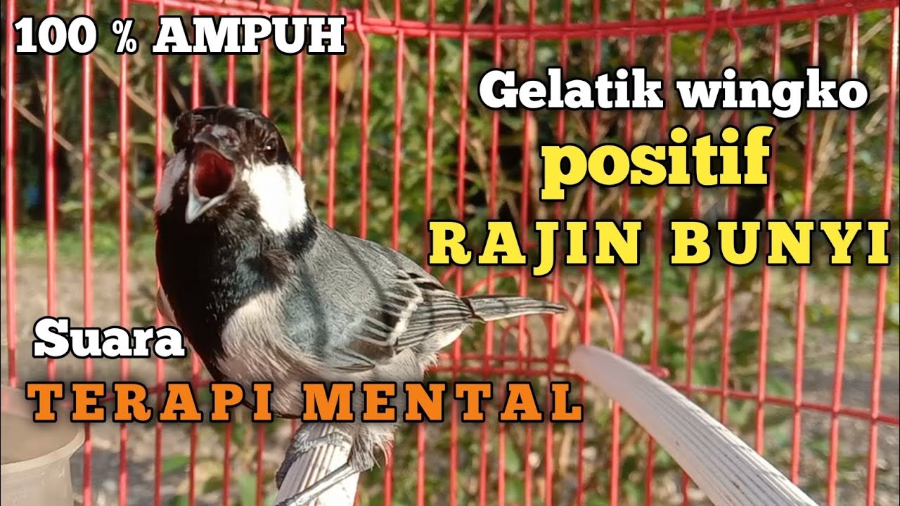ampuh !!! terapi mental suara gelatik batu gelatik wingko positif gelatik lain rajin bunyi & gacor