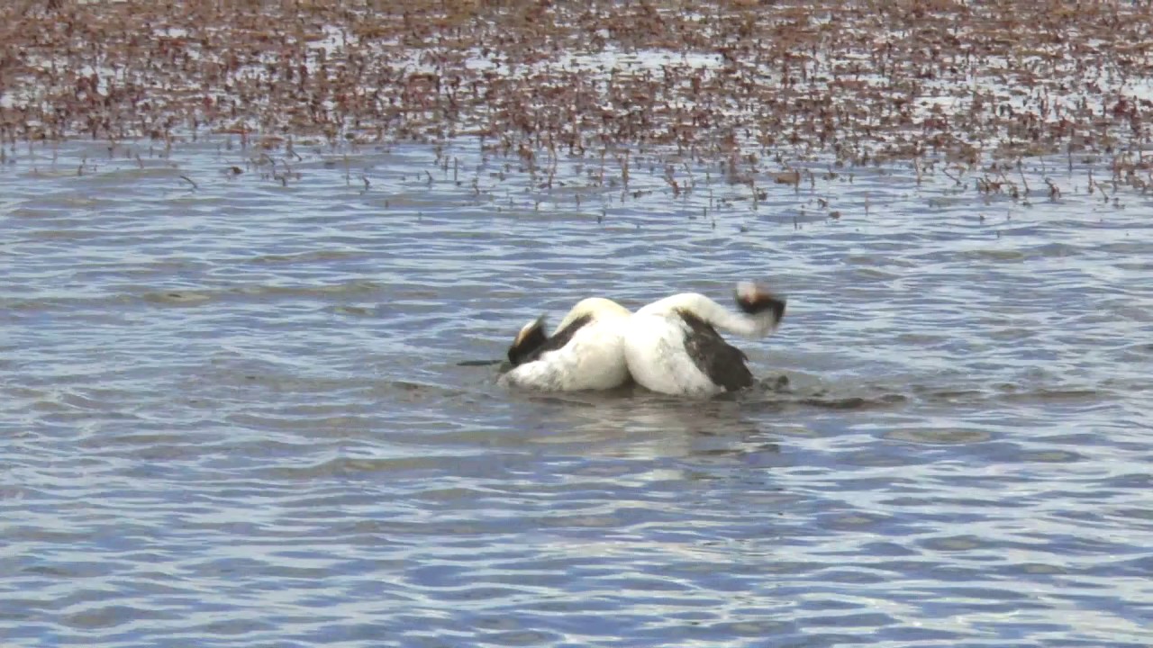 Hooded Grebe courtship dance, rare footage from 