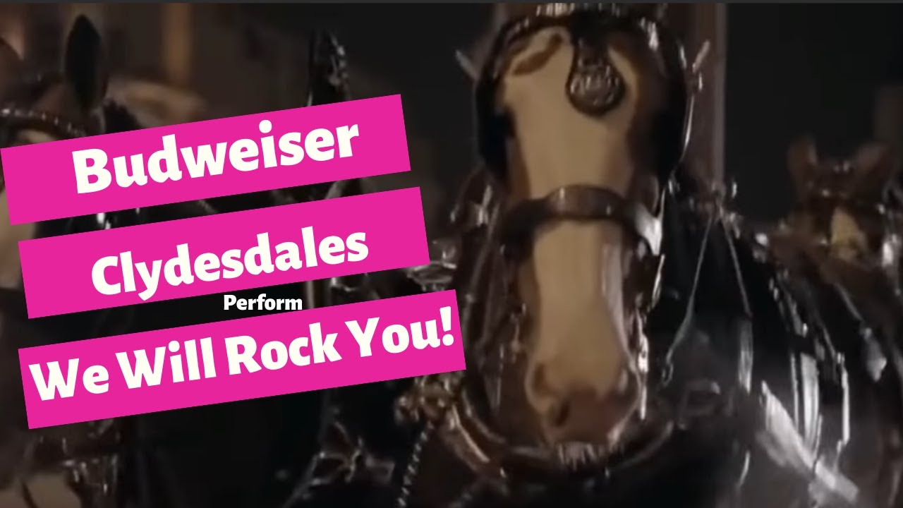 Budweiser Clydesdale исполняет песню «We Will Rock You»