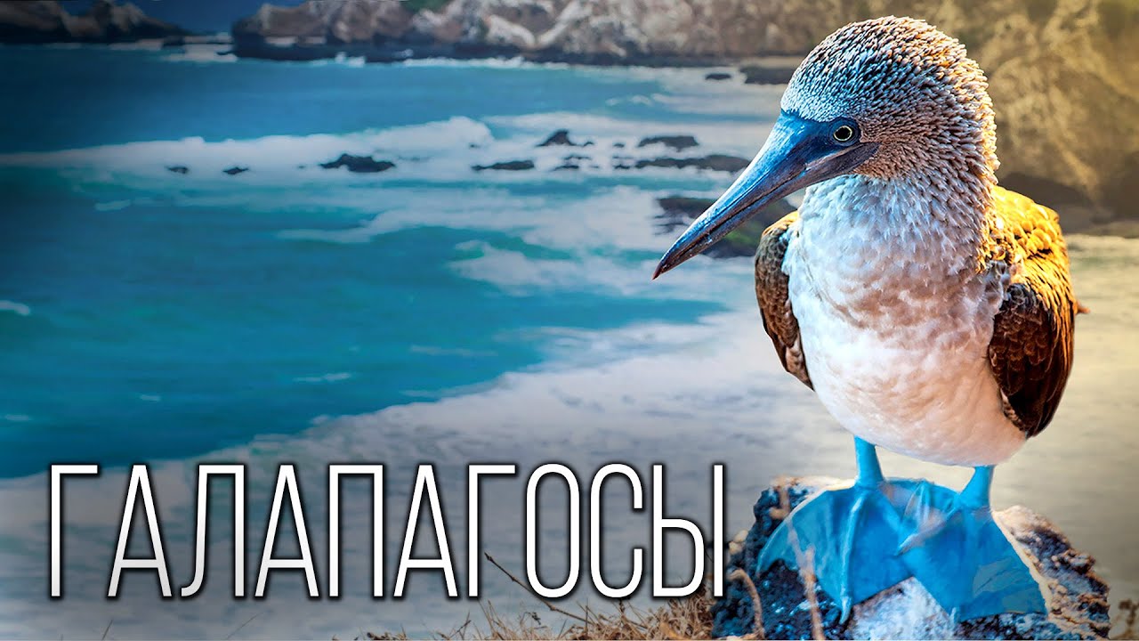 Галапагосы: Загадочный Архипелаг | Интересные факты про Галапагосские острова