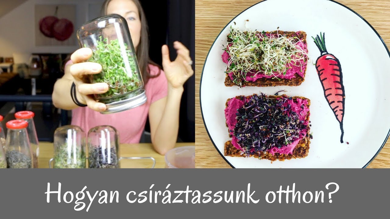 Hogyan csíráztassunk otthon? Tippek és tanácsok