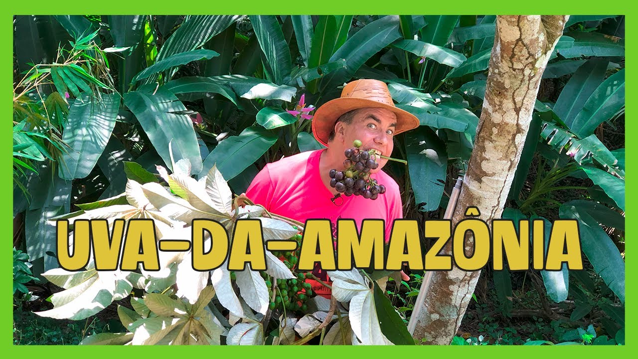 UVA-DA-AMAZÔNIA: SABOR ÚNICO, ANTIOXIDANTES E MUITOS USOS NA COZINHA