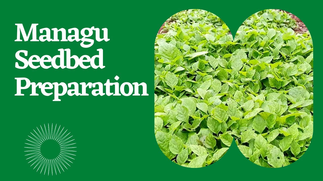 How to Plant Managu in Kenya: Seedbed Preparation