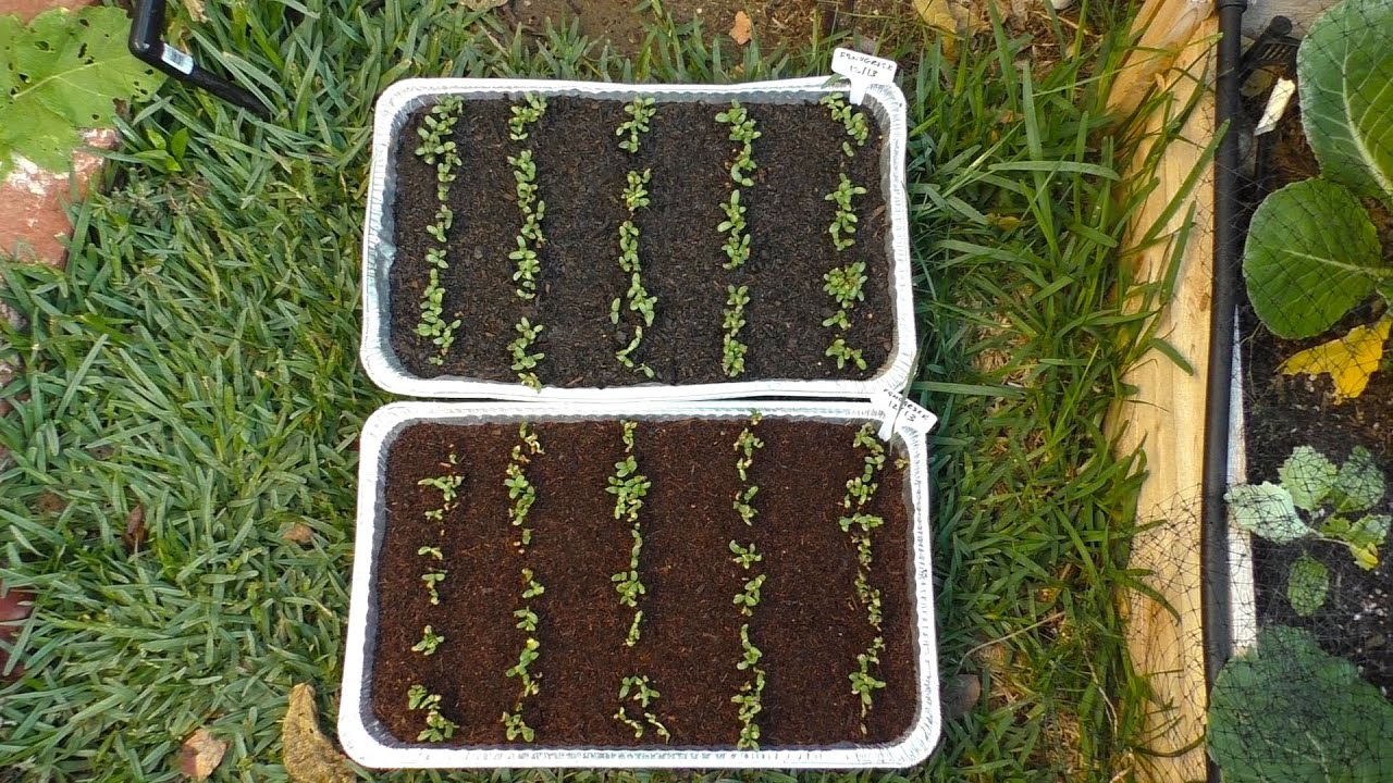 Top 1 Reason To Choose A Good Soil Mix - Coconut Coir vs Potting Mix Test : Soil Porosity Explained