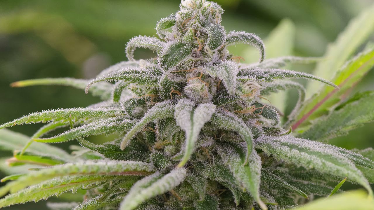 The Bank Genetics - Cannabis Strain Series #88 - STRAIN TV