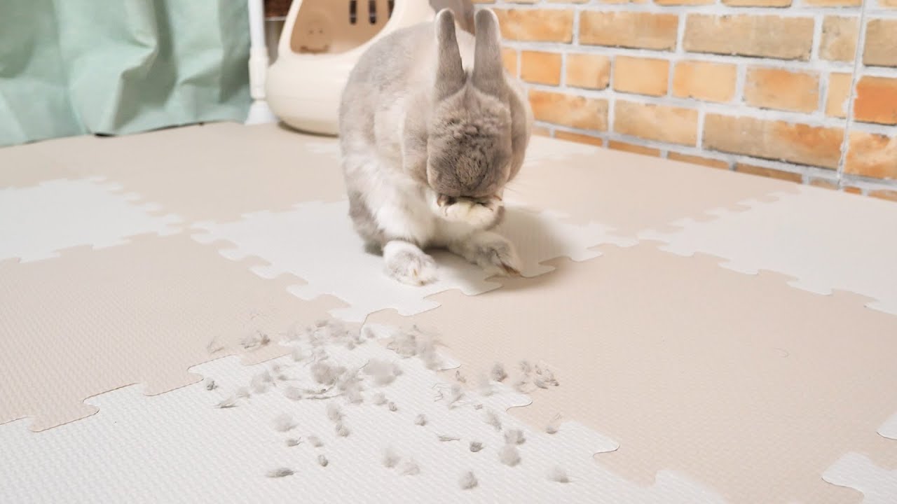 うさぎさんの体から無数の”ポッチ”が生えていたので摘出し続けたらこうなった・・・