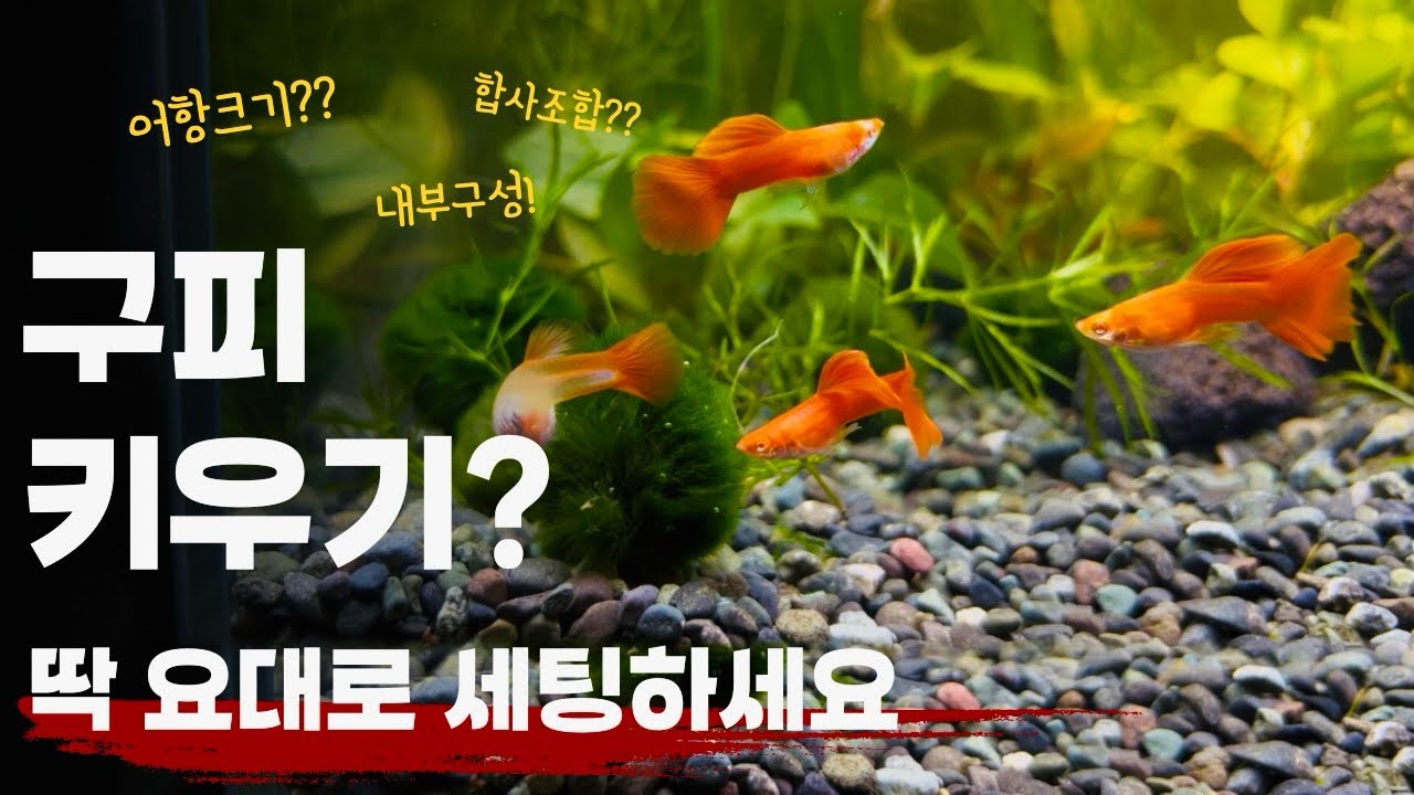 구피키우기 가장 완벽한 어항세팅 방법 (크기, 내부구성, 합사조합)