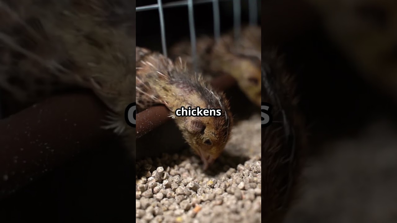 Quail vs Chickens: Which Is More Profitable? 💸🐔