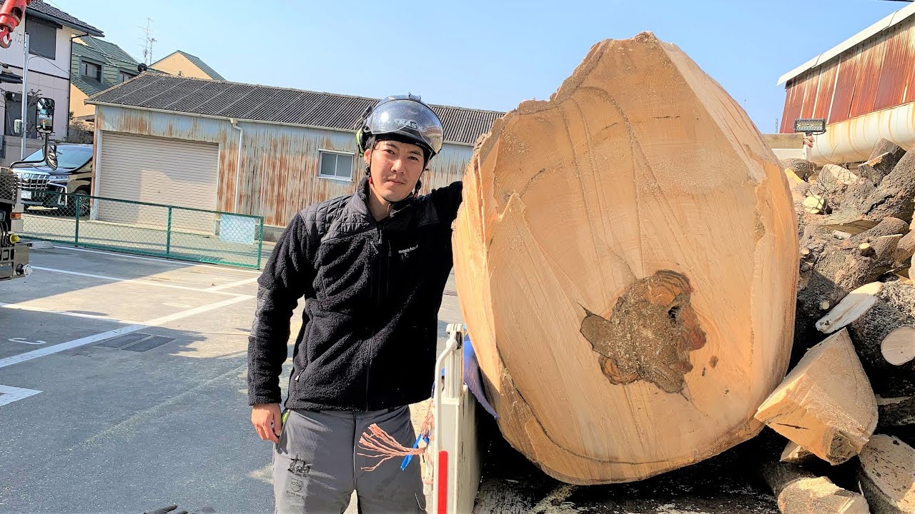 【神社】デカイ！ラフターで大木の吊り切り伐採！