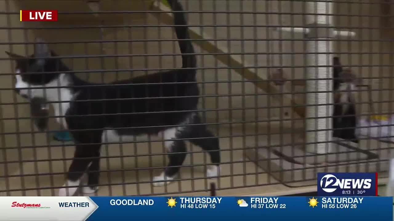 New Wichita Cat Cafe offers caffeine, companionship