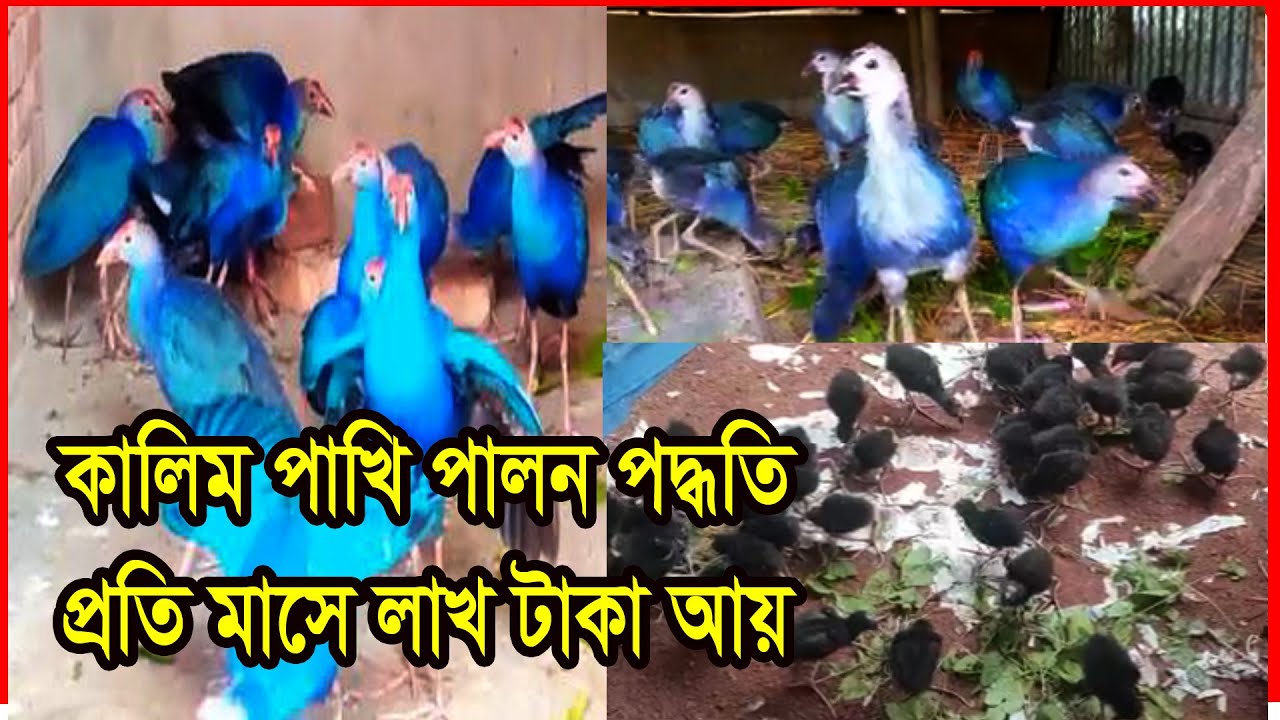 কালিম পাখি পালন পদ্ধতি | কালিম পাখির খামার করে প্রতি মাসে লাখ টাকা আয় | Kalim bird breeding method