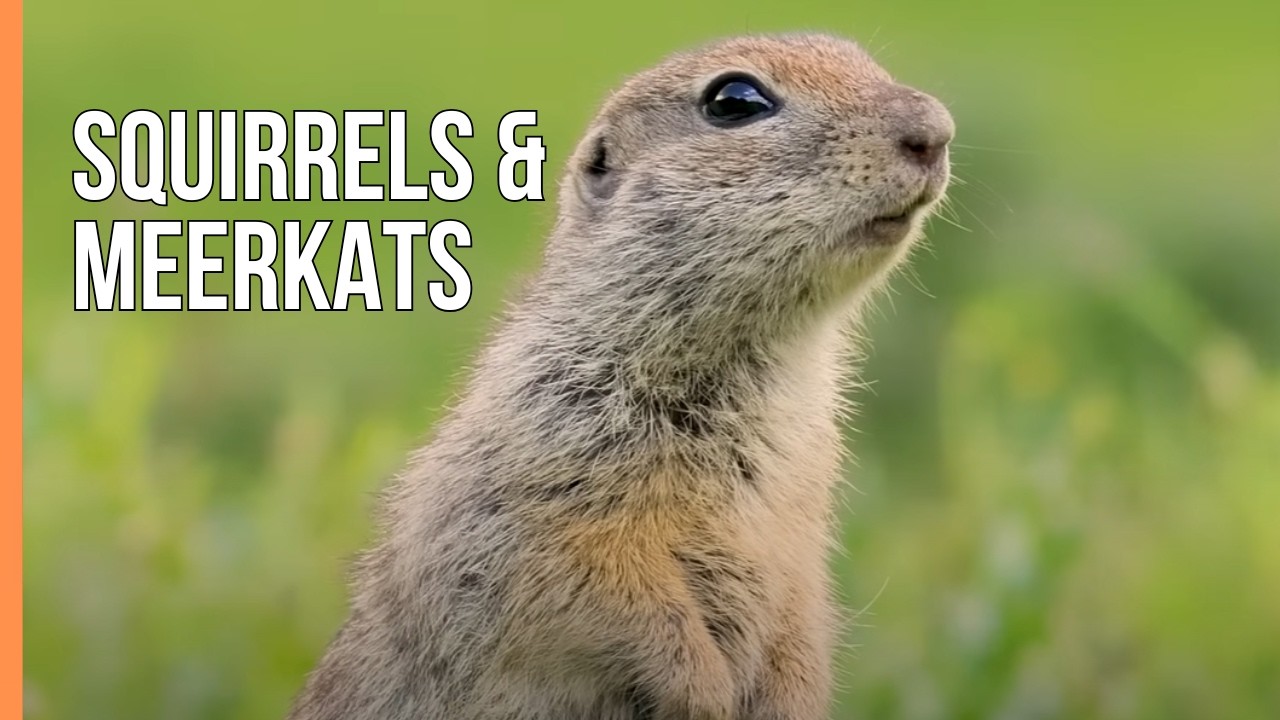 Squirrels & Meerkats | Small Mammals, Big Strategies | Wildlife Documentary