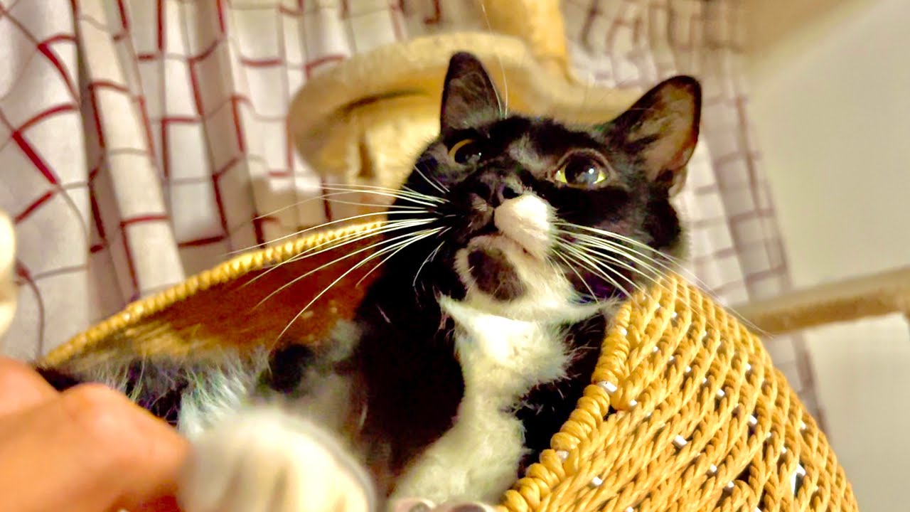 Кошка, которая вернулась через два месяца