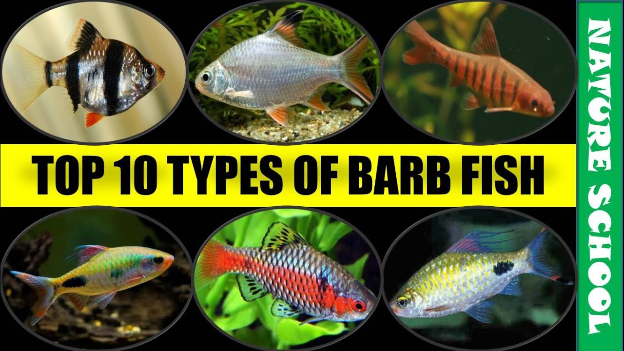 Top 10 types of barb in the world | barb fish varieties || NATURE SCHOOL