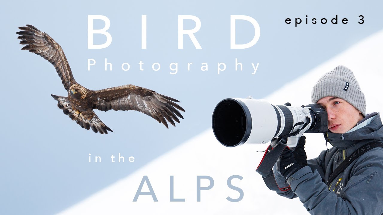 UNEXPECTED BIRD PHOTOGRAPHY ⎸ Expedition to the SWISS ALPS - ep. 3