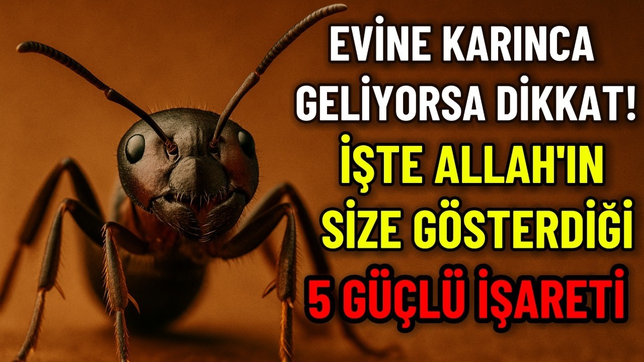 Evinizde Karıncalar Göründüğünde Allah'ın Gösterdiği 5 Güçlü İşaret