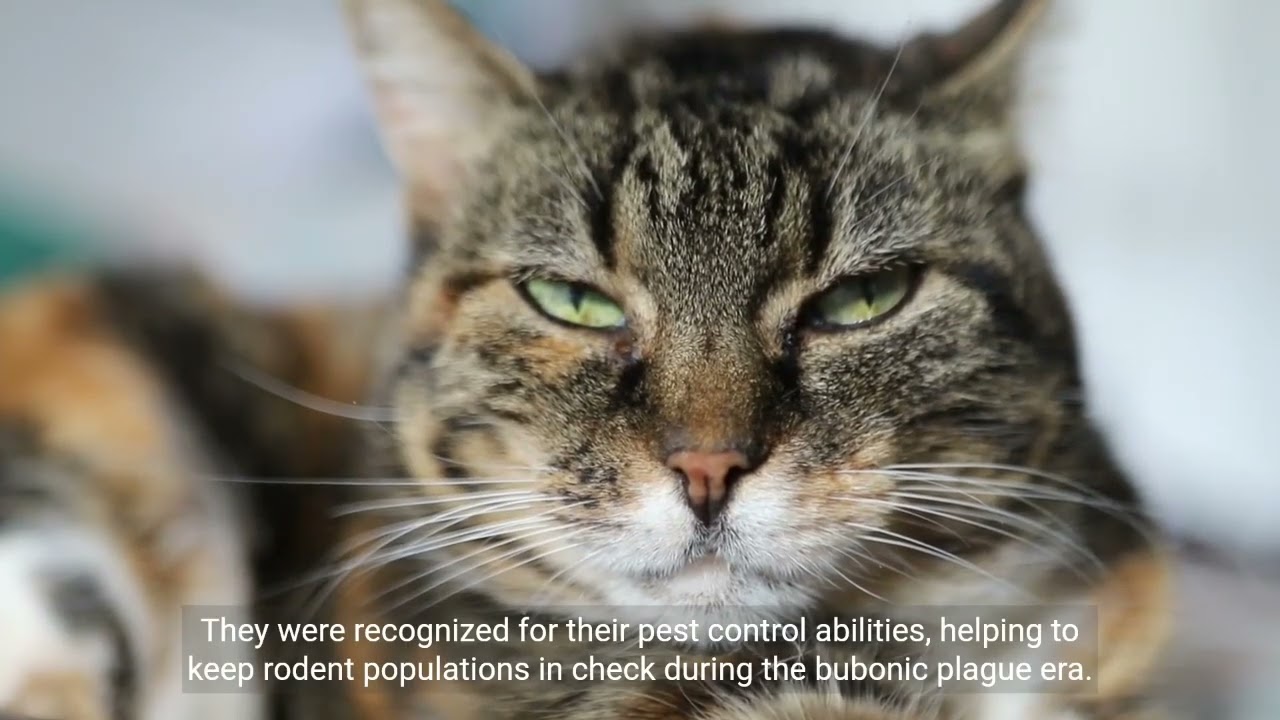 The History of Cats #documentary#shortsvideoyoutubechannel#domestication of cats# Animal Tales TV