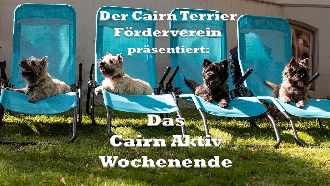Cairn Terrier Aktiv Wochenende in Ritterhude