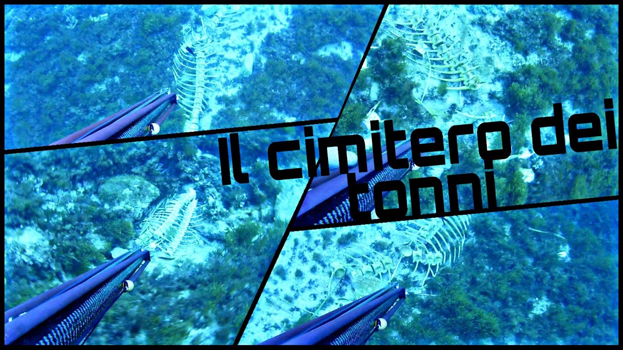 Pescasub: Il cimitero dei tonni. I resti di almeno 6 TONNI, bracconaggio?