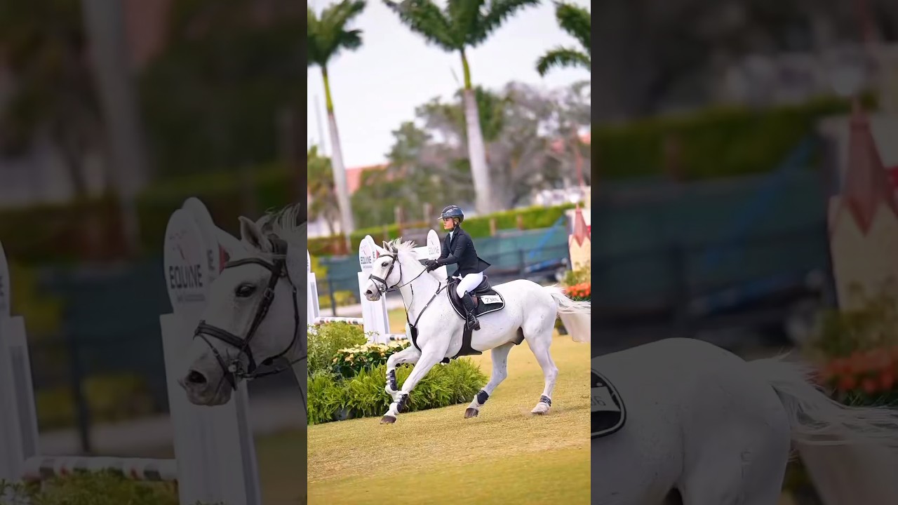 IMPRESIONANTE CABALLO DE COMPETICION HACIENDO SALTOS ESPECTACULARES 🐴 #caballo #horse #horsejumping