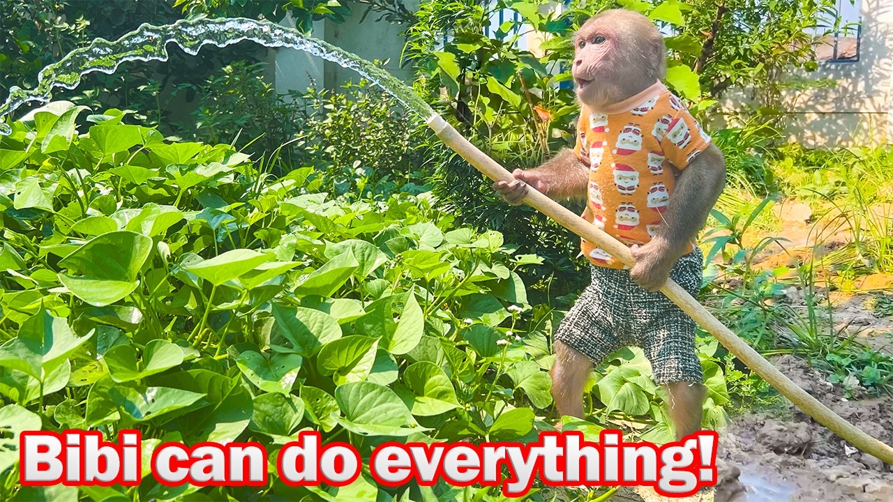 Bibi harvests squash and water the vegetable garden to help Uncle Phong!