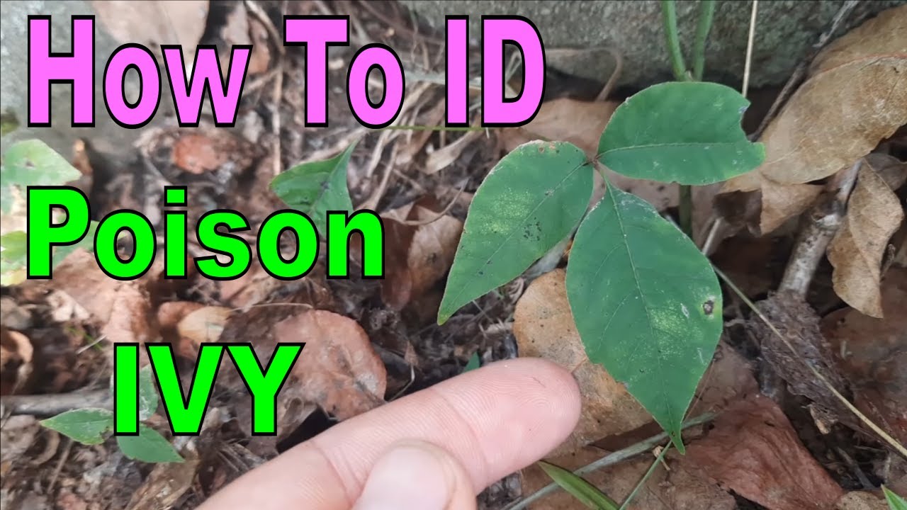 How to Identify Poison Ivy (Toxicodendron radicans)