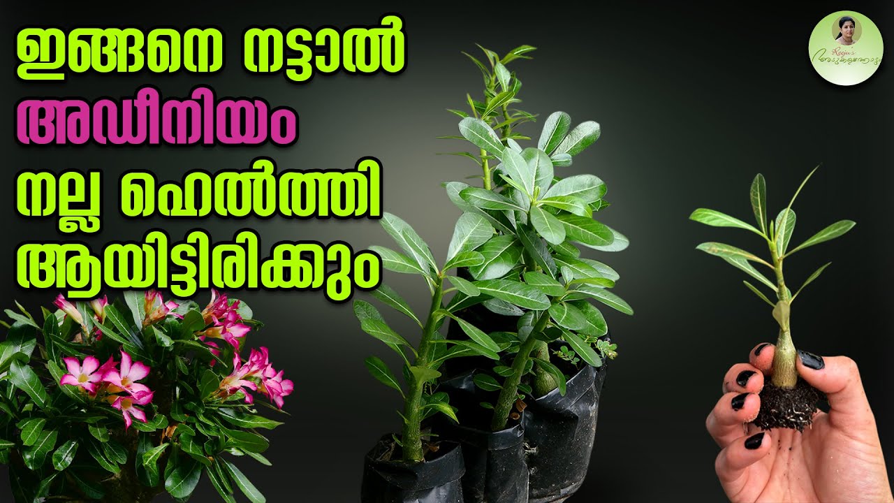 ഇങ്ങനെ നട്ടാൽ അഡീനിയം നല്ല ഹെൽത്തി ആയിട്ടിരിക്കും | Adenium Repotting | Adenium Plant Care #adenium