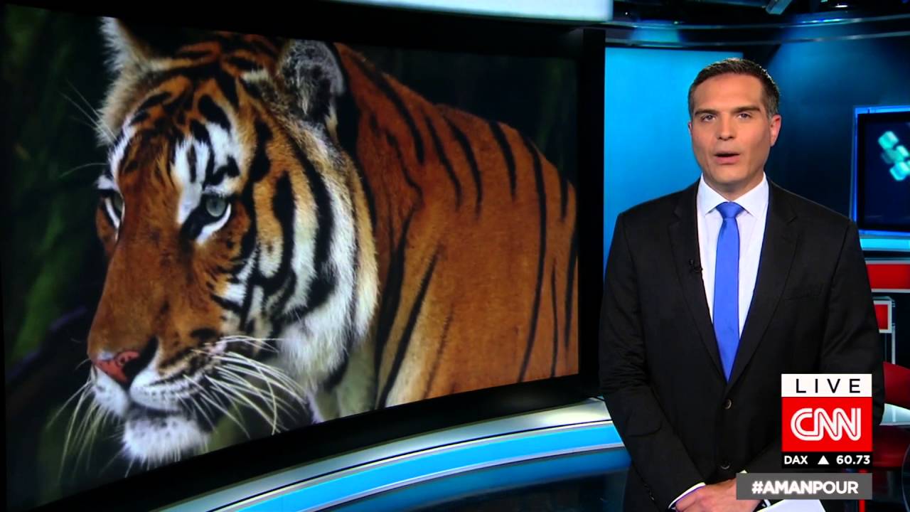 For First Time In 100 Years, Tiger Population Growing