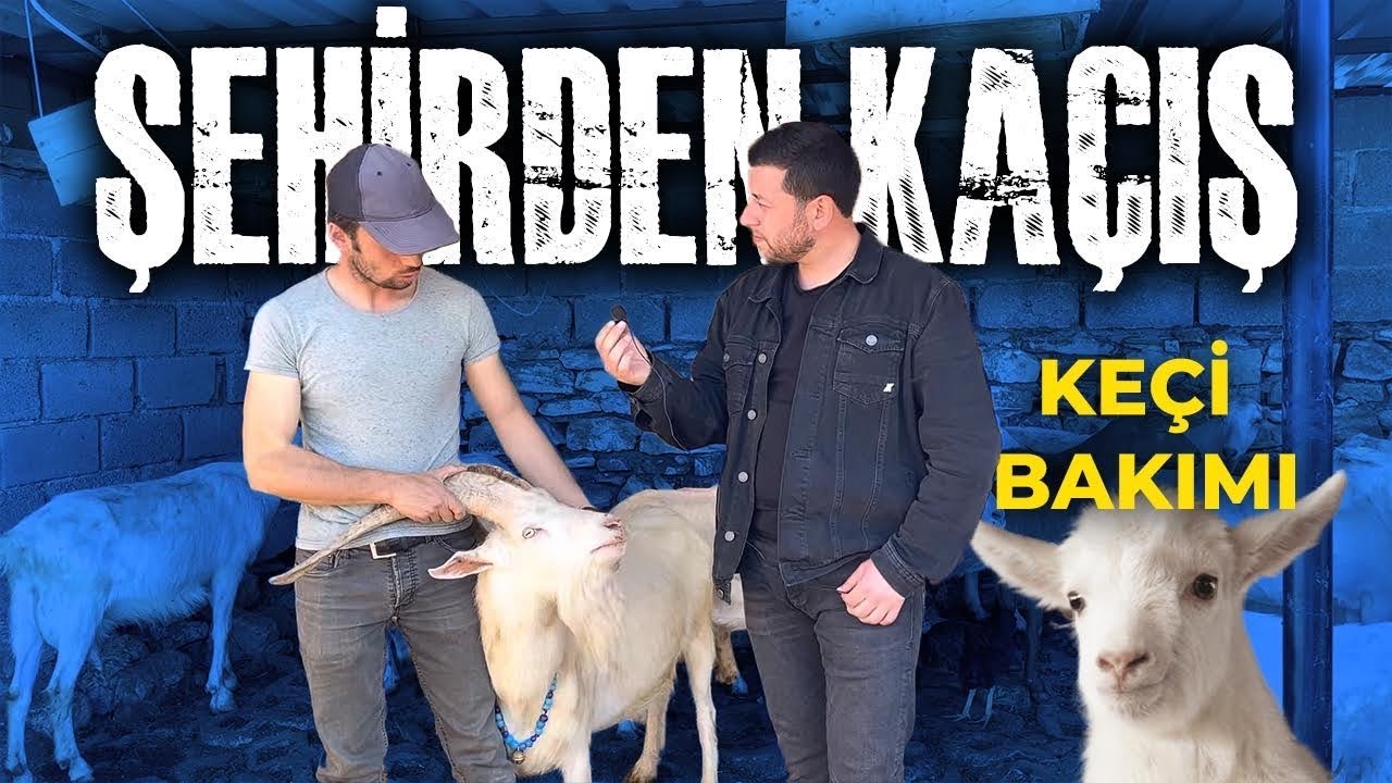 ŞEHİRDEN KÖYE GÖÇ EDİP SAANEN KEÇİ BAKARAK PARA KAZANMAYA BAŞLADI