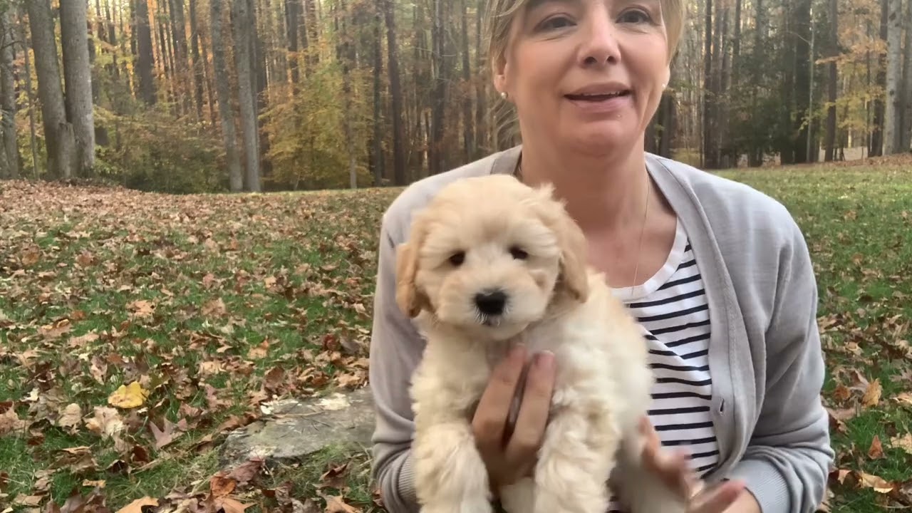 What Makes a Schnoodle so special?