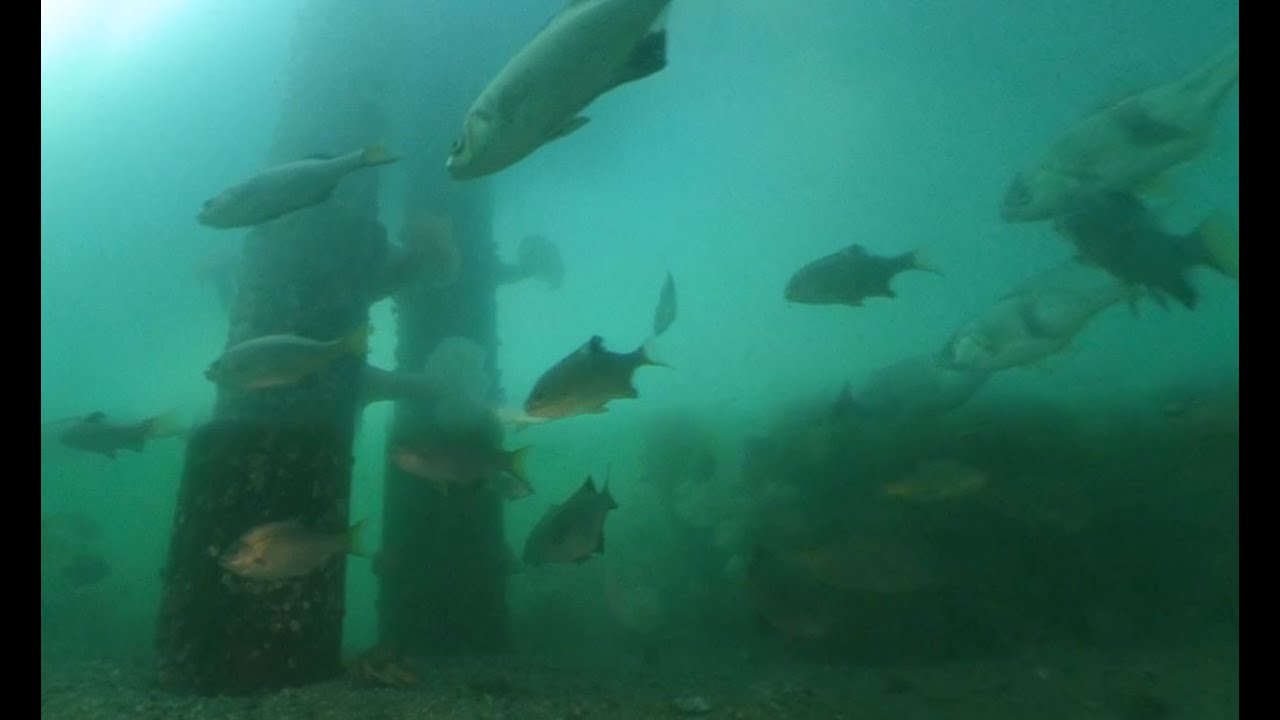 Pile Perch