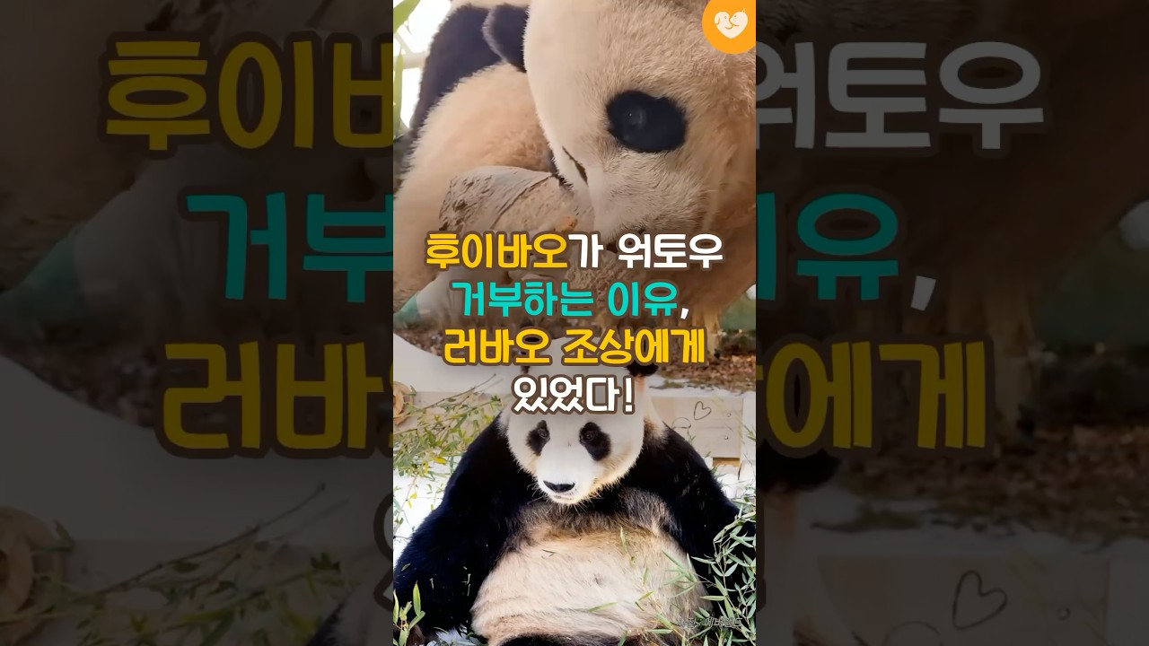&ldquo;놀라운 유전자&rdquo; 후이가 워토우 거부하는 이유, 러바오 조상에게 있었다 #shorts #러바오 #후이바오