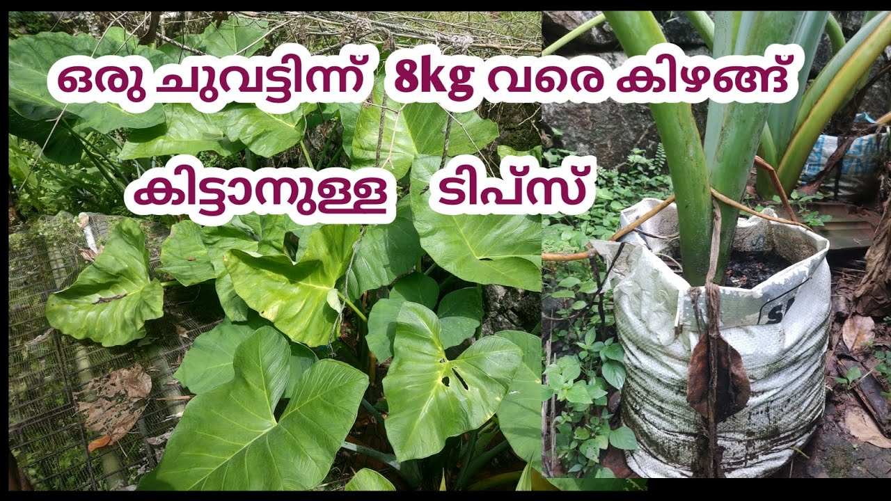 ചാക്കിലെ  ചേമ്പ് കൃഷിയിൽ 8 kg വരെ വിത്ത് കിട്ടാൻ ഞാൻ  ചെയ്ത  കുറുക്കുവിദ്യകൾ #chembu #krishilovers