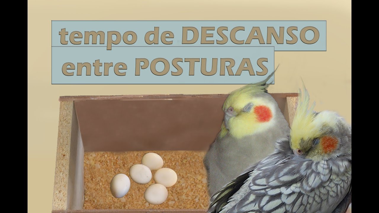 Qual é o descanso bom entre uma postura e outra?