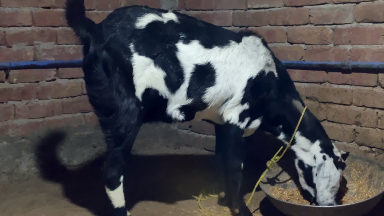 Night Work of My Small Goat 🐐 Farming setup 