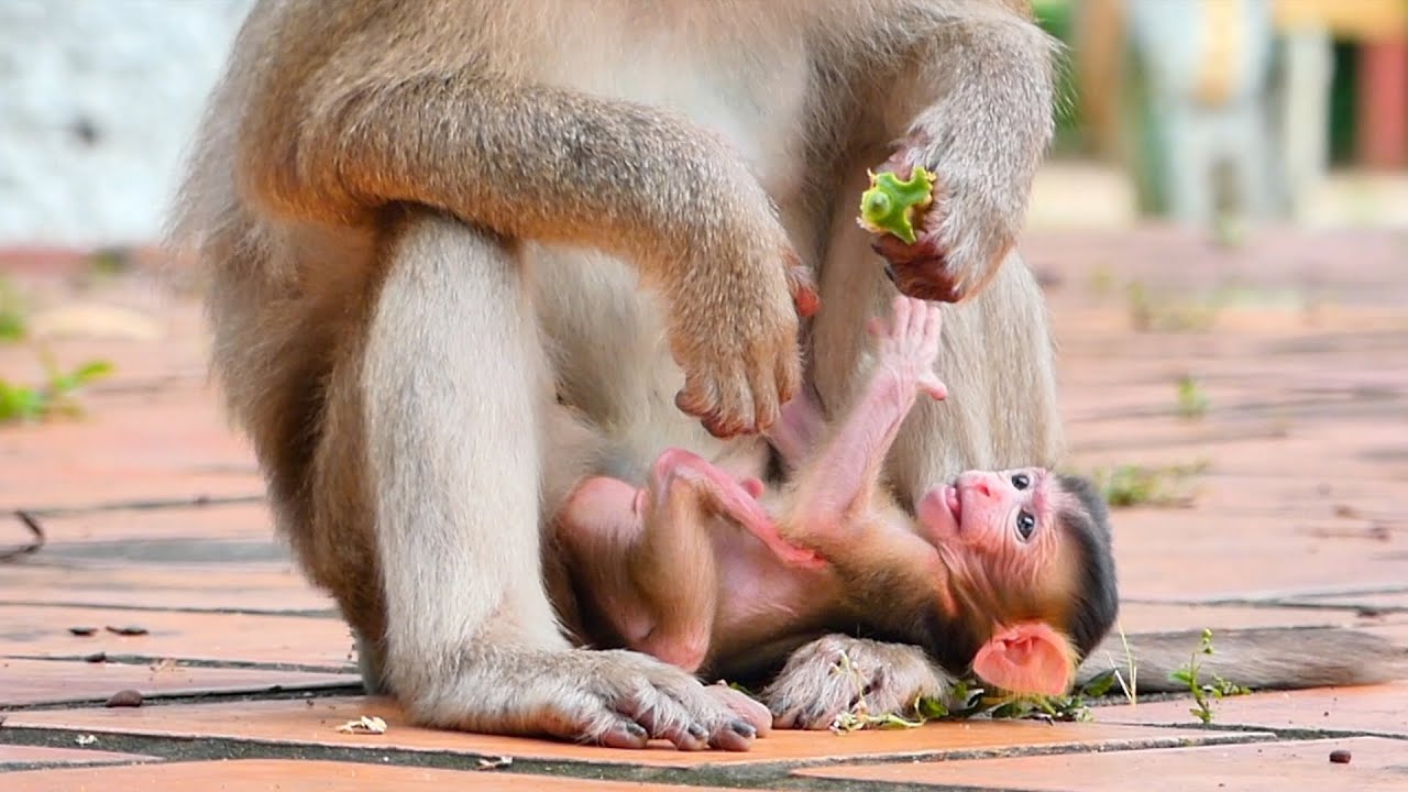 Little Monkey Broda relax on the ground feel fresh Mama takes care of him so lovable