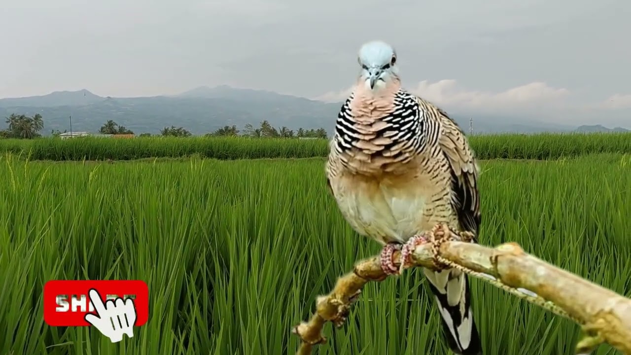 Perkutut Lokal Gacor Suara Besar Pancingan Burung Perkutut Agar Cepat Bunyi.