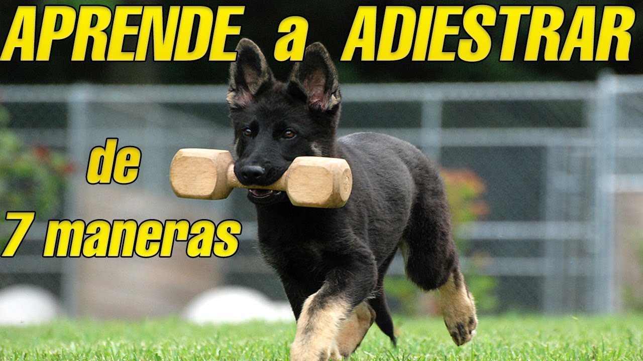 7 Maneras de aprender a adiestrar perros como un profesional canino