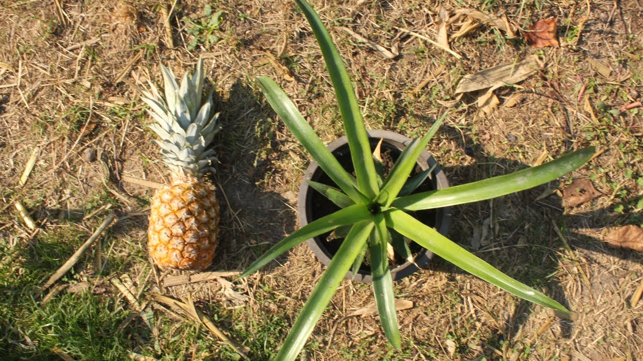 Как вырастить ананас из покупных фруктов