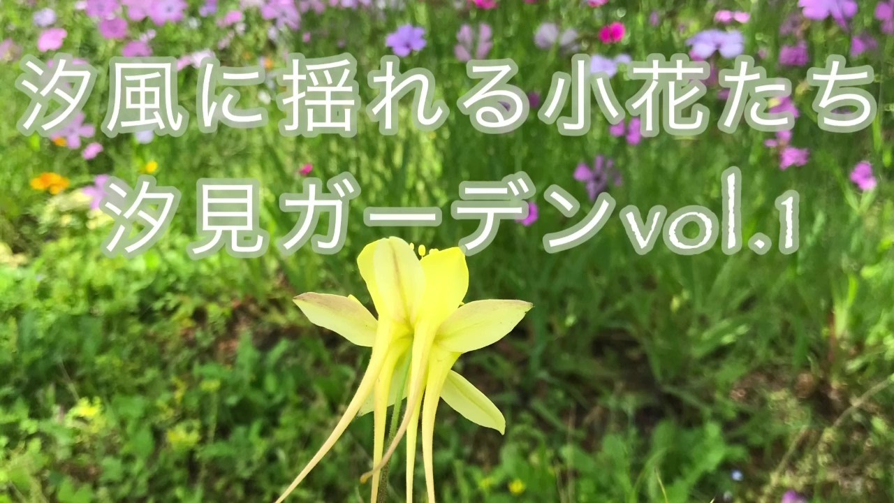 癒しの音楽/汐風のなかで /汐見ガーデン　vol.1／伊勢志摩オープンガーデン/オフコース