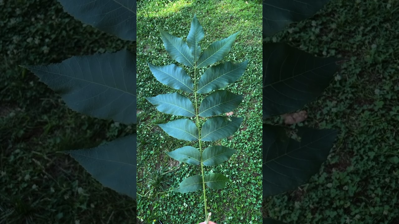 Count the leaves. (You&rsquo;ll get it wrong) #botany #foraging #plantidentification