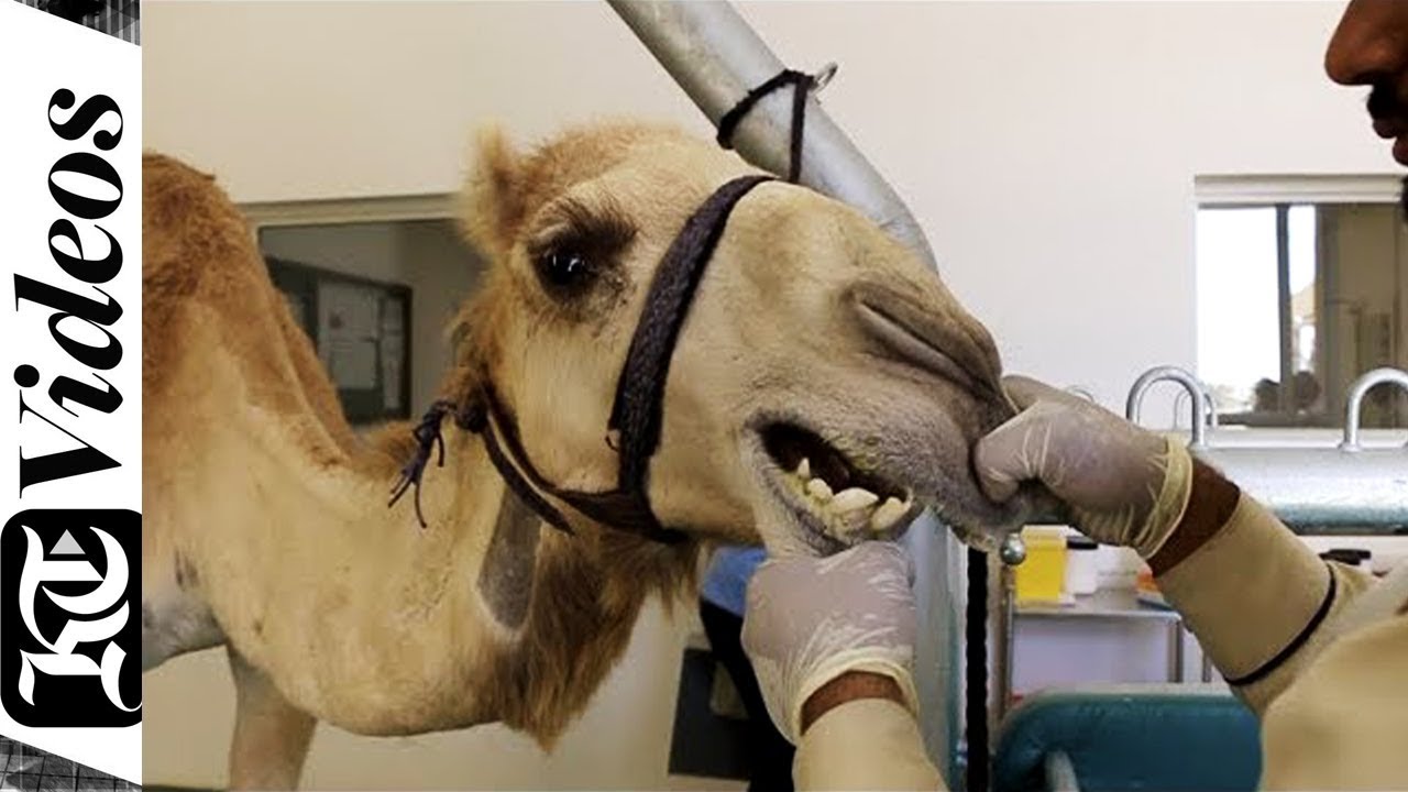 A look inside the first Dubai Camel Hospital