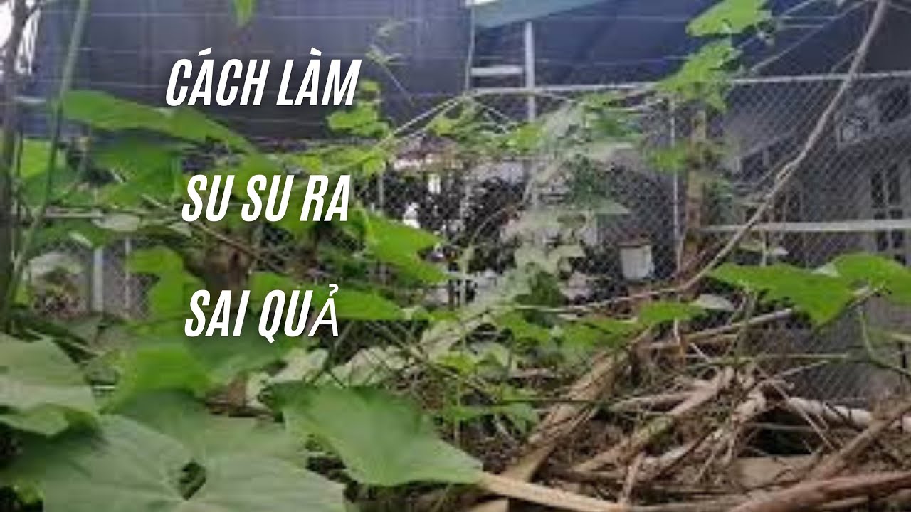 Cách làm cho cây su su ra sai quả | Linh Ste Vlogs