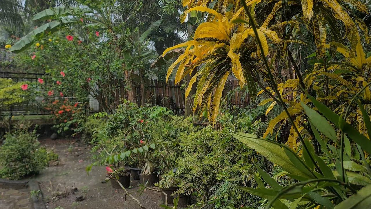 heavy rain in the garden - rain sounds for sleep, relax, focus
