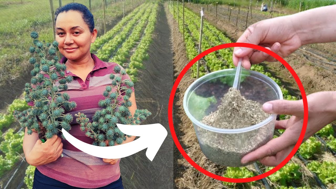 ADUBO RICO EM NITROGÊNIO, COMO FAZER TORTA DE MAMONA