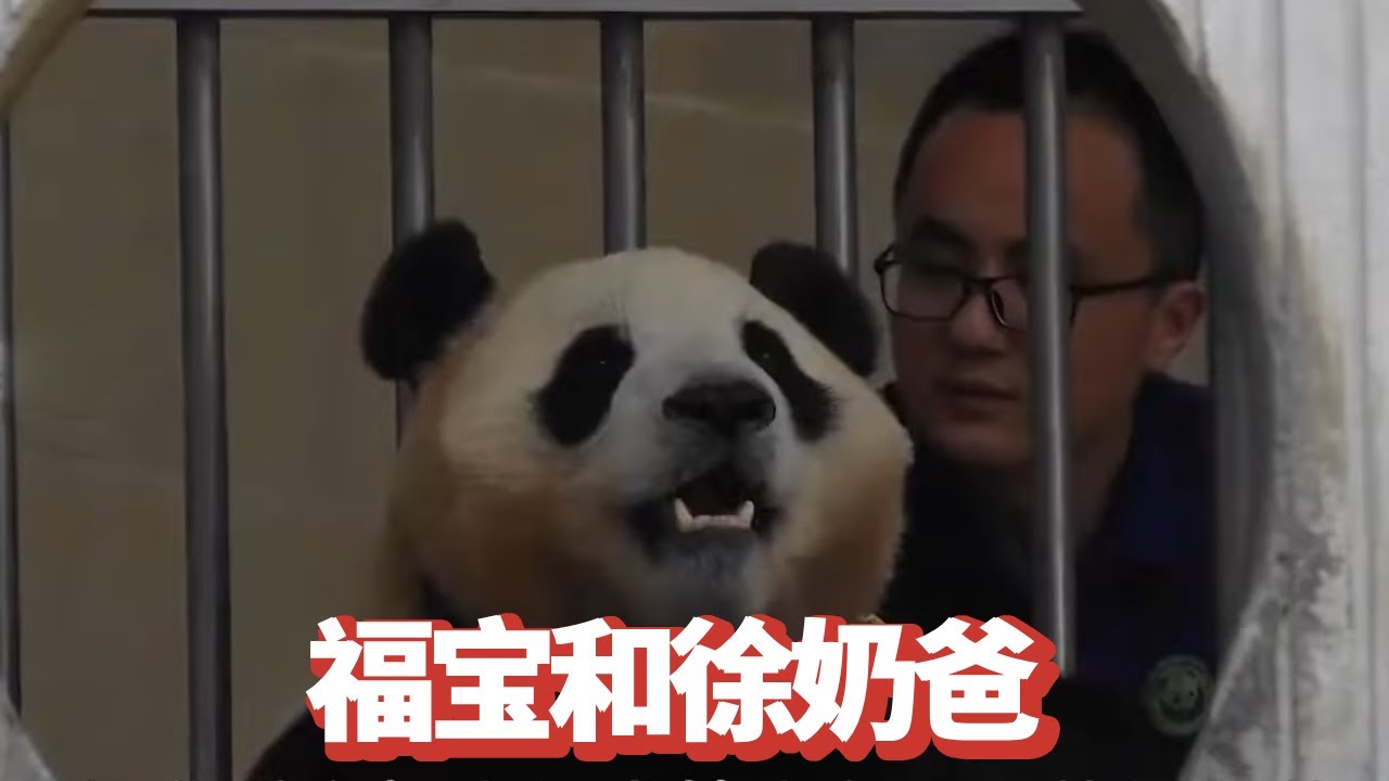 徐奶爸怕福宝中暑，专门将零食放在靠内场附近，真是无微不至地照顾着福宝【追娱秀场】