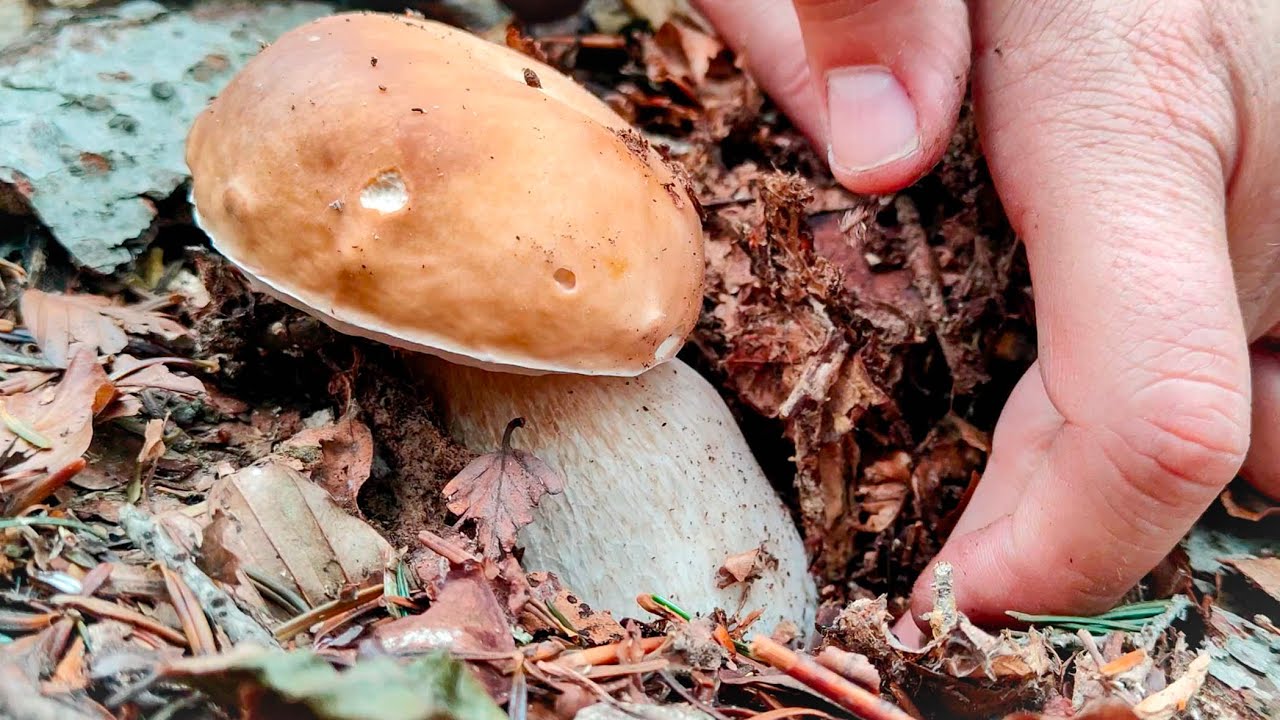 Funghi porcini: come raccoglierli e pulirli nel bosco