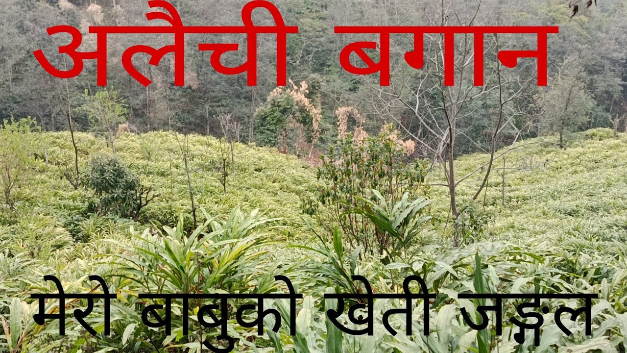 अलैची बगान मेरो भाइ सग हेर्नू गको भिडियो ।